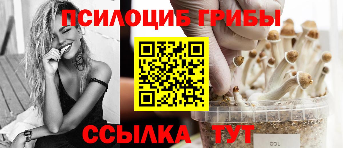 Псилоцибиновые грибы MAGIC MUSHROOMS  Вход с VPN  Кудрово  Псилоцибиновые грибы Cubensis 
